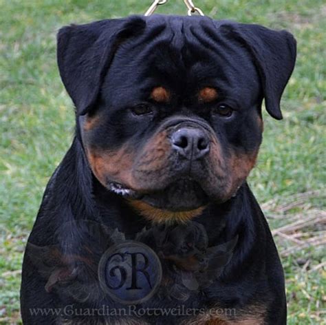 gucci rottweiler|gucci dog breed.